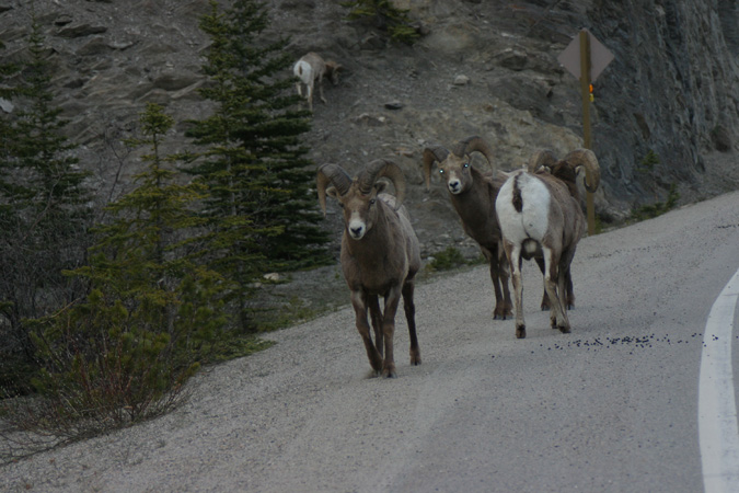 Skagway Alaska Wildlife